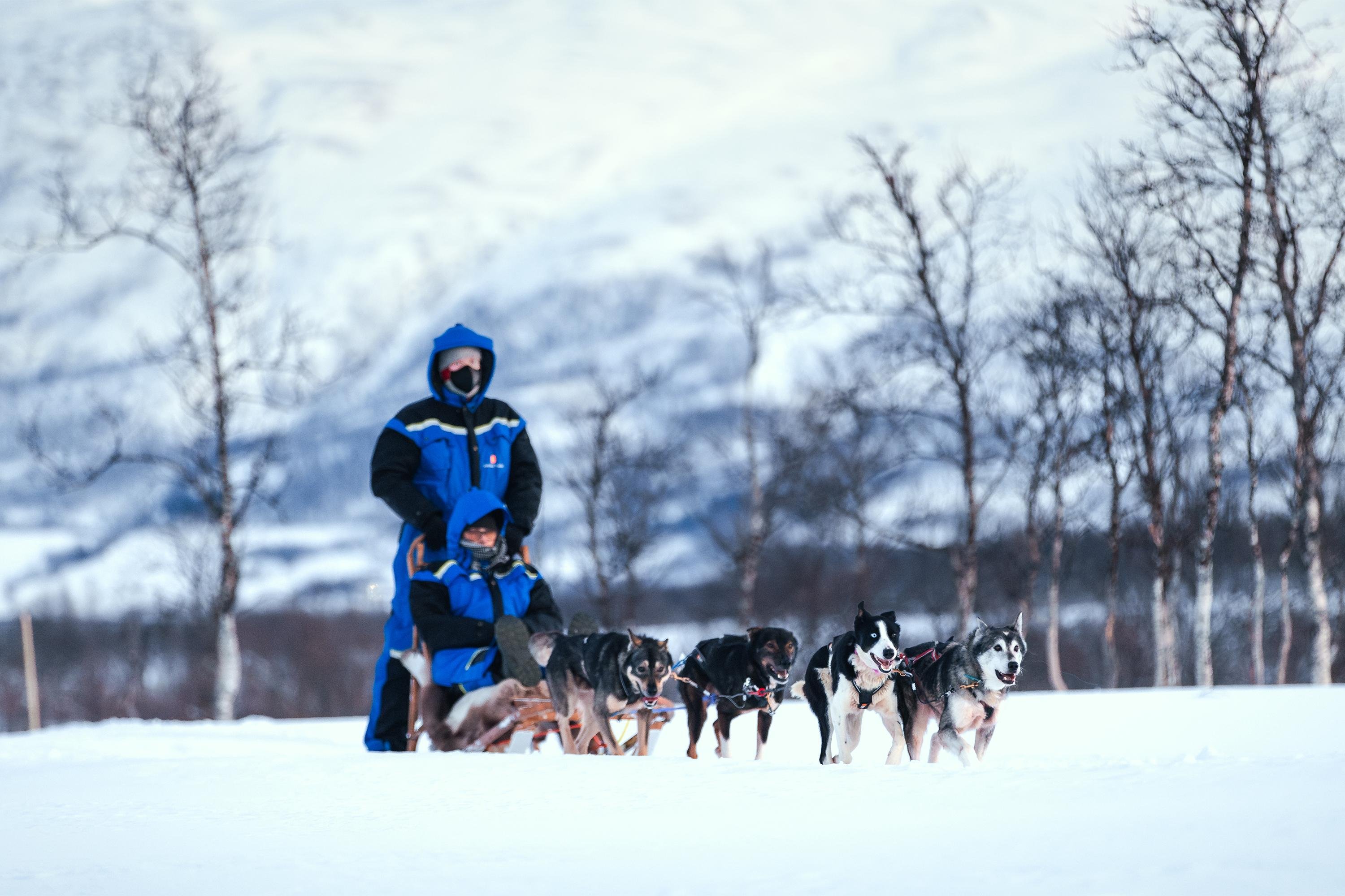 Dog Sledding Adventure from Tromsø
