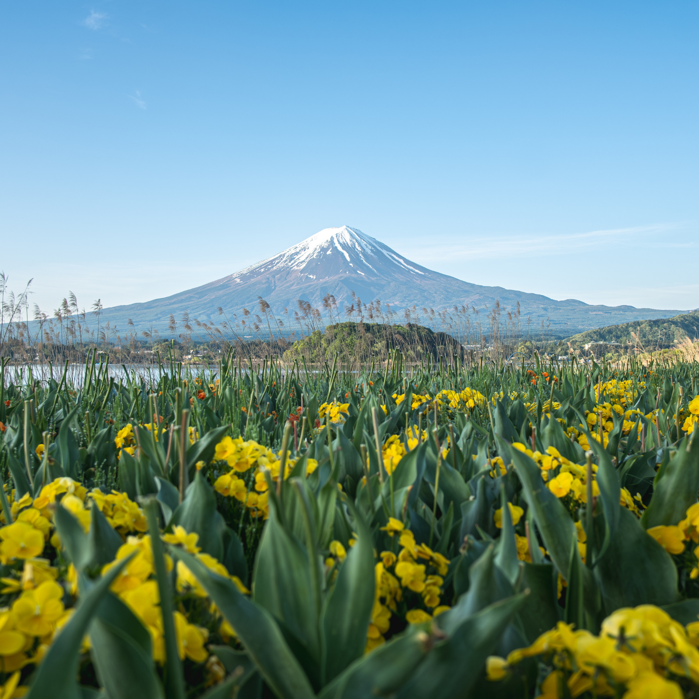 Private Mount Fuji & Hakone Day Tour from Tokyo