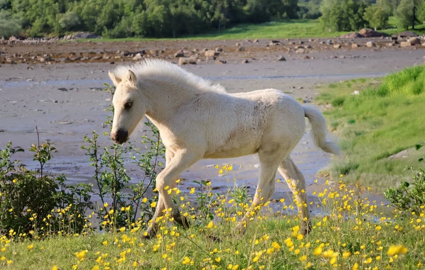 Nordland Horse Farm Visit with Foals & Grooming