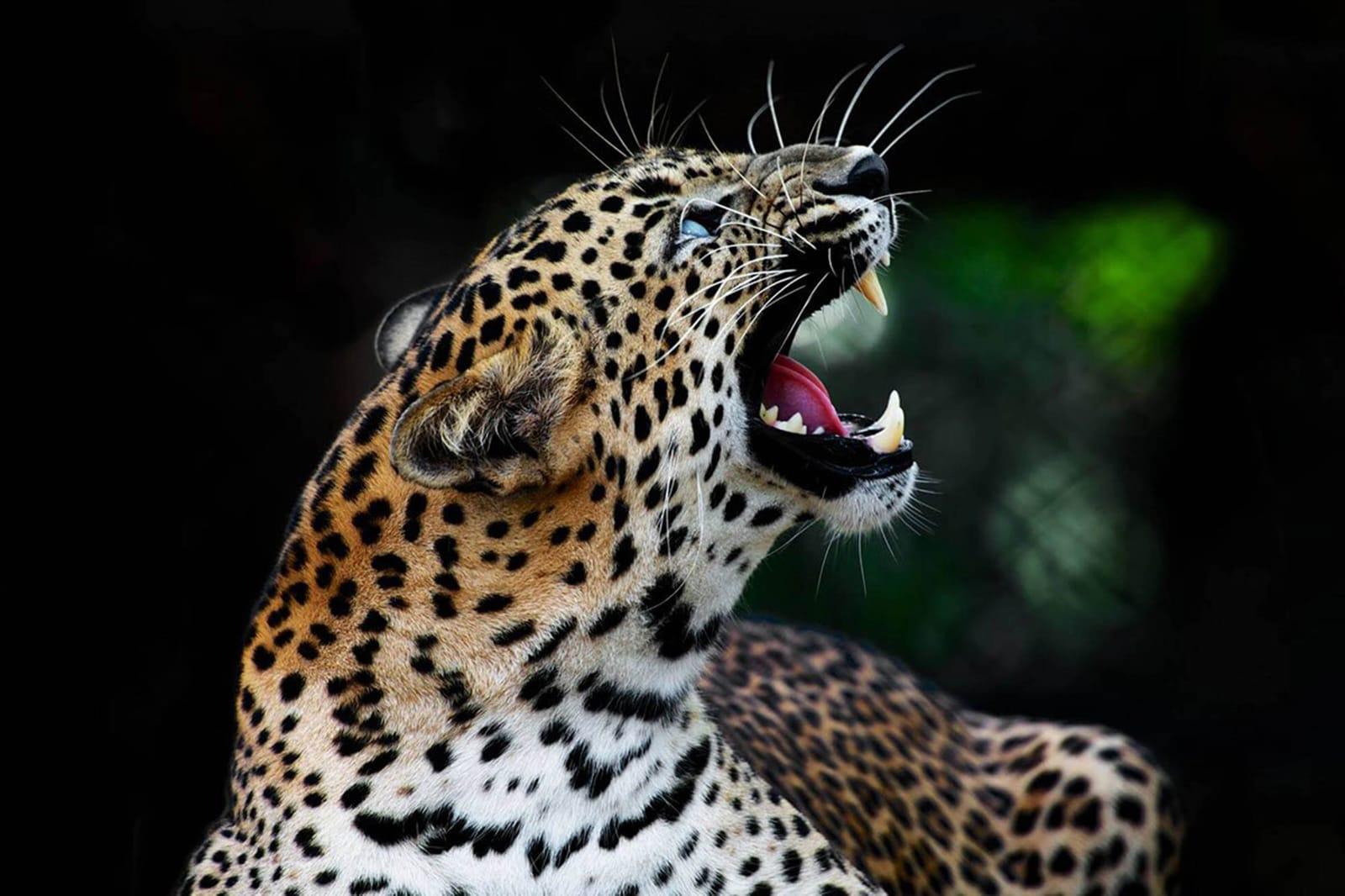 Full-Day Wilpattu National Park Safari from Anuradhapura