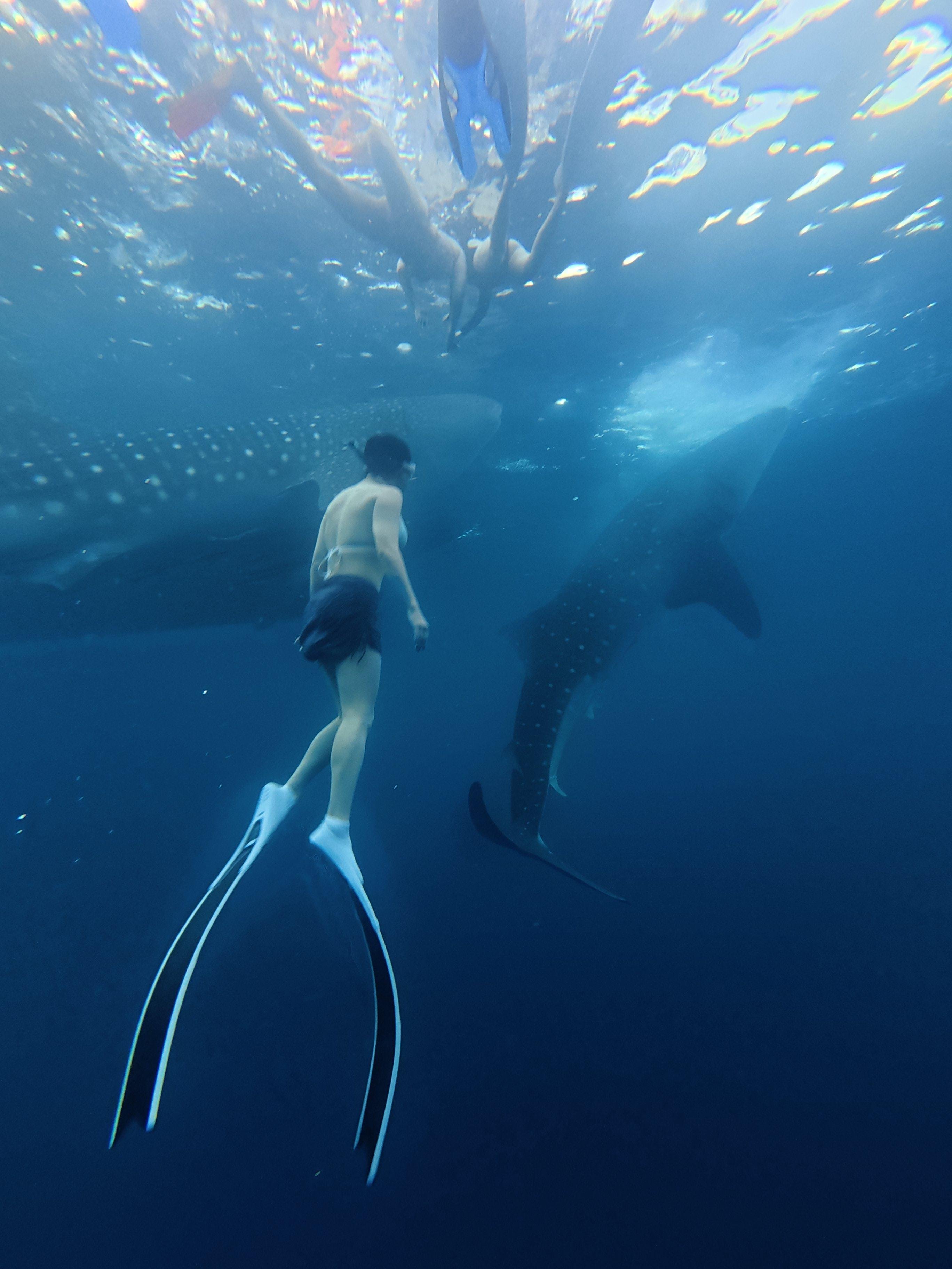 Lombok to Komodo 4D3N Sailing Adventure