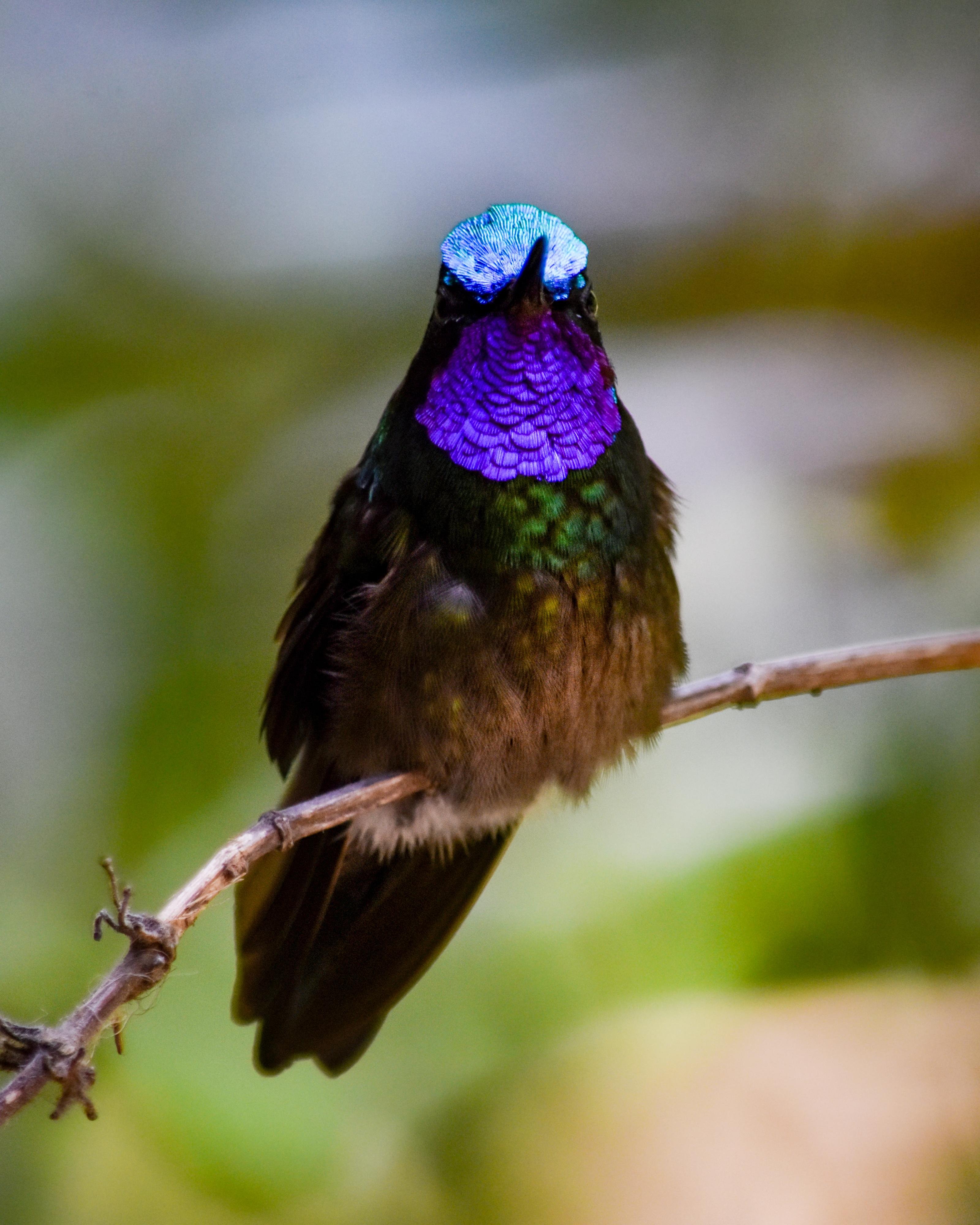 Curicancha Reserve Guided Cloud Forest Walk – Monteverde