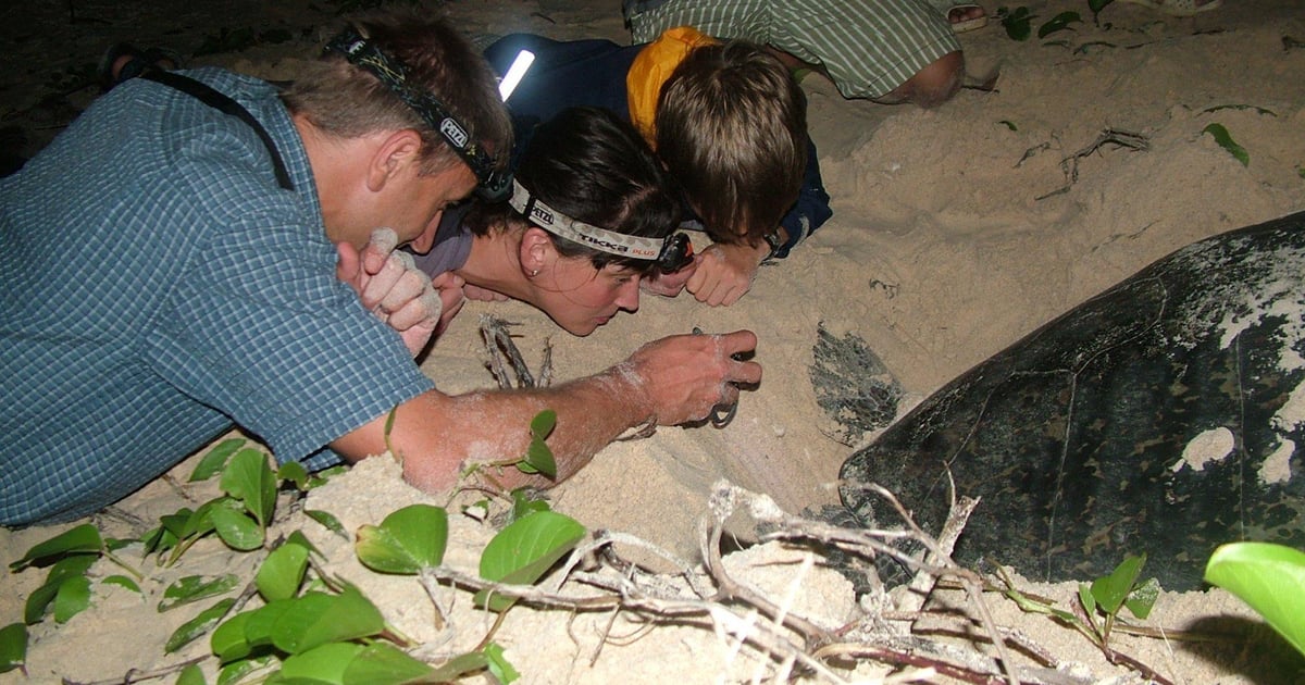 Con Dao: 2-Day Turtle Watching and Snorkeling Tour - 2026 (Verified Reviews)