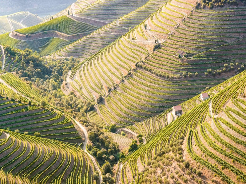Terrasseformede vinmarker set ovenfra i Douro-dalen