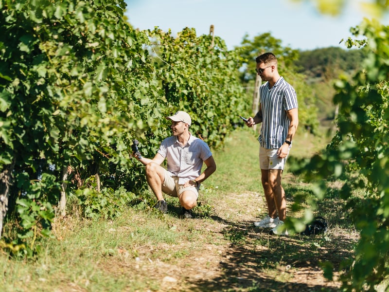To mænd taler sammen mellem vinstokke på en vingård i Chianti