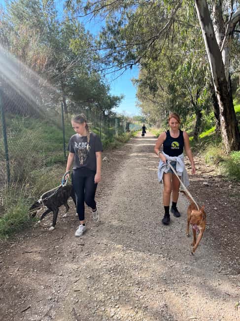 Marbella: Walk Dogs at Costa del Sol's Largest Dog Shelter