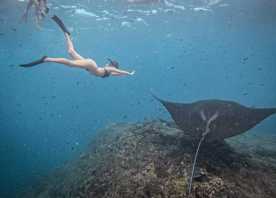 Manta Point snorkeling