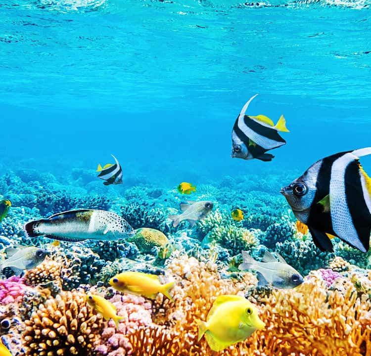https://cdn.getyourguide.com/image/format%3Dauto%2Cfit%3Dcrop%2Cgravity%3Dauto%2Cquality%3D60%2Cwidth%3D375%2Cheight%3D360%2Cdpr%3D2/tour_img/1eff6bbc6d54ea7d0fc7273ee0e85b518067b557c8f6107fe8e83cd5f4e098c7.jpeg