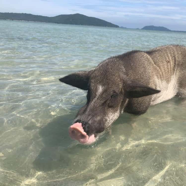 pig island
