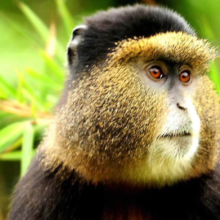 https://cdn.getyourguide.com/image/format%3Dauto%2Cfit%3Dcrop%2Cgravity%3Dauto%2Cquality%3D60%2Cwidth%3D375%2Cheight%3D375%2Cdpr%3D2/tour_img/b70de9f11af3d792bde17684b1175b1b084d16c7880bca98dcc9b2ea1993c734.jpg