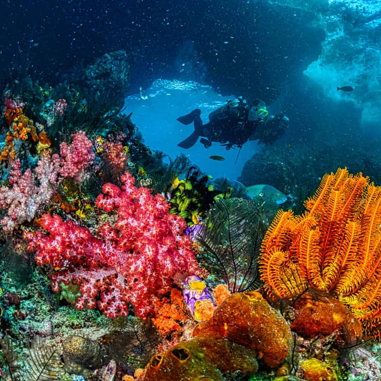 Sharm Diving