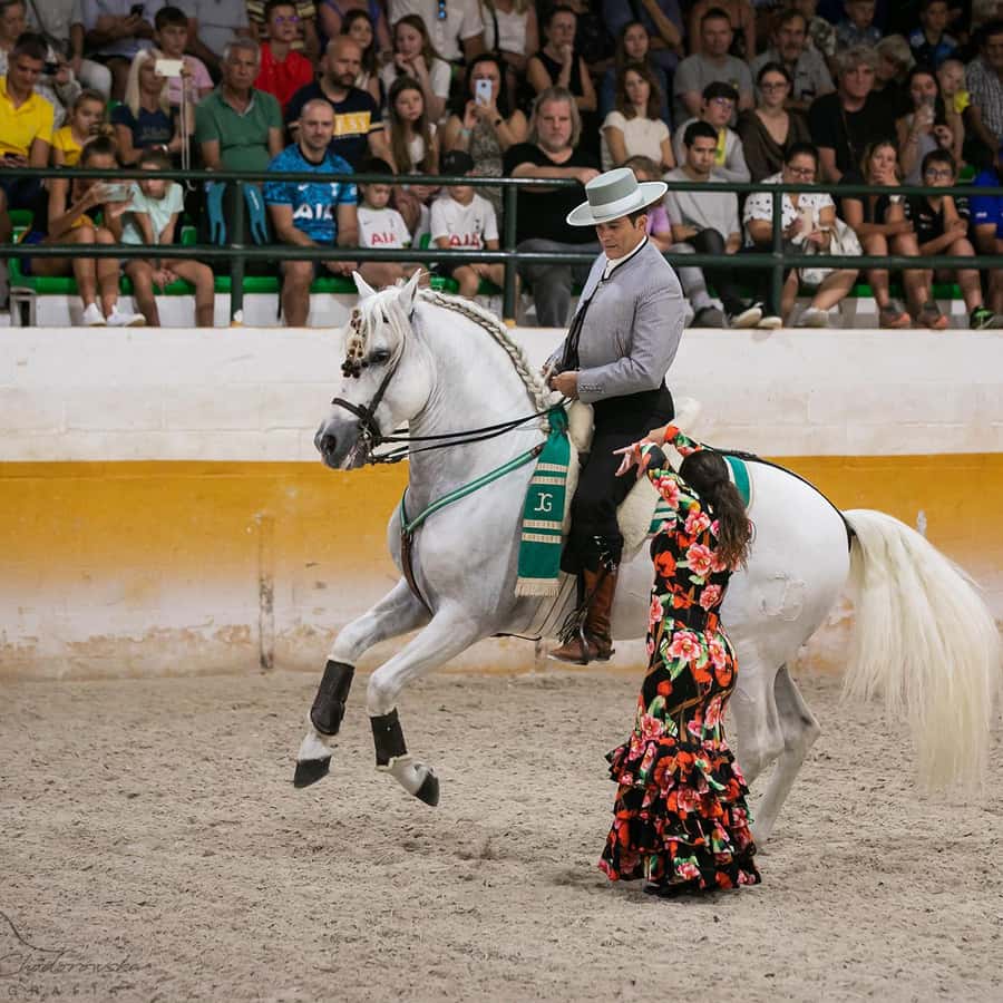 Mijas: Spanish Horse Flamenco Fusion Dinner Experience