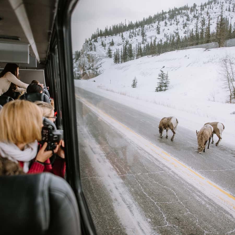 Jasper: Winter Wildlife Bus Tour in Jasper National Park