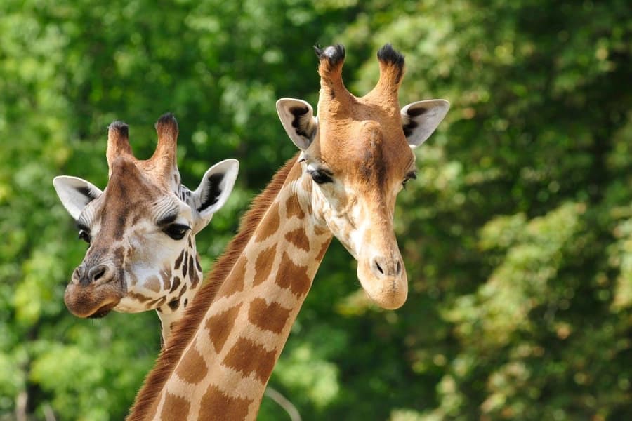 Paphos Zoo & Blue Lagoon cruise