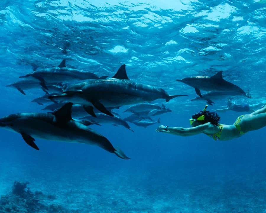 Mnemba boat trip and dolphin snorkelling — product photo 1 from GetYourGuide