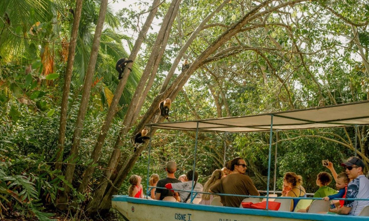 Guided boat in Damas Island mangroves