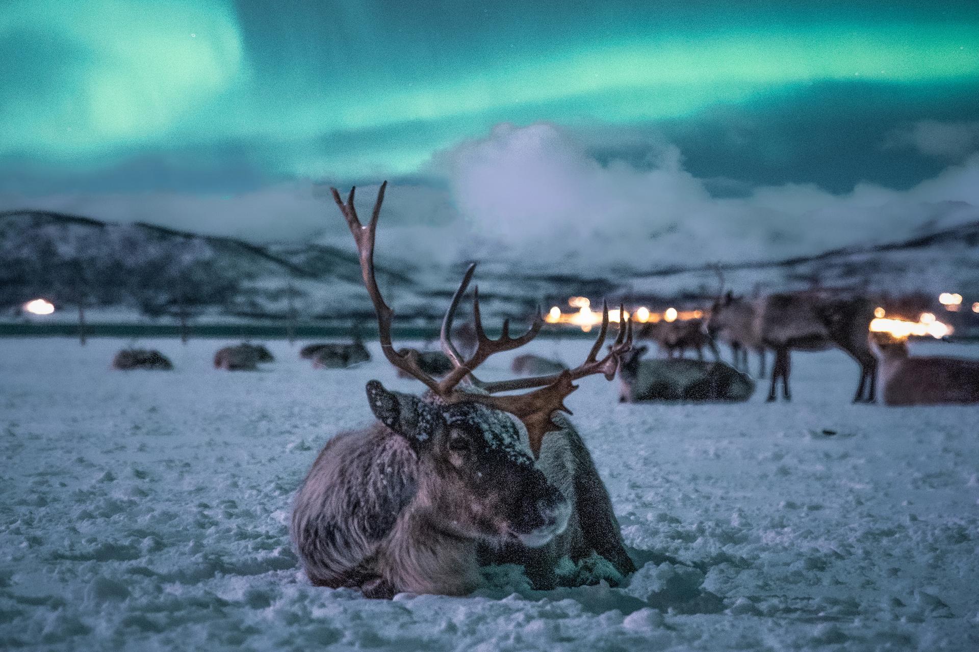 GetYourGuide listing photograph 1: Reindeer Sled, Dinner & Chance of Northern Lights with Tromsø Arctic Reindeer