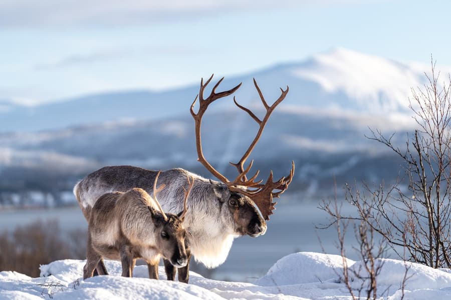 GetYourGuide listing photograph 4: Reindeer Sledding, Feeding & Sámi Culture Experience with Reindeer Experience Tromsø