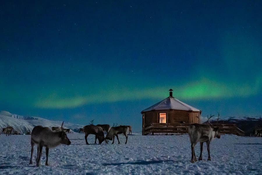 GetYourGuide listing photograph 5: Reindeer Sled, Dinner & Chance of Northern Lights with Tromsø Arctic Reindeer