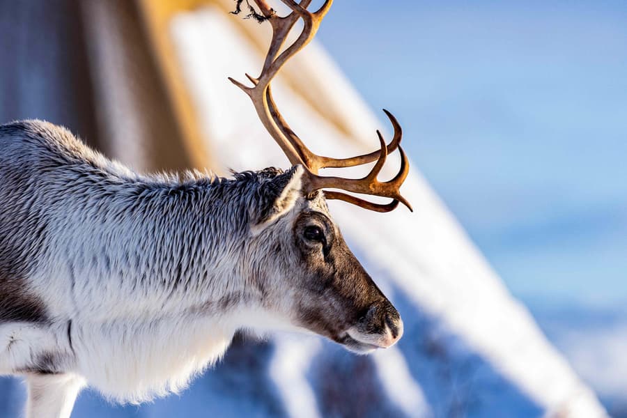GetYourGuide listing photograph 2: Reindeer Sledding, Feeding & Sámi Culture Experience with Reindeer Experience Tromsø