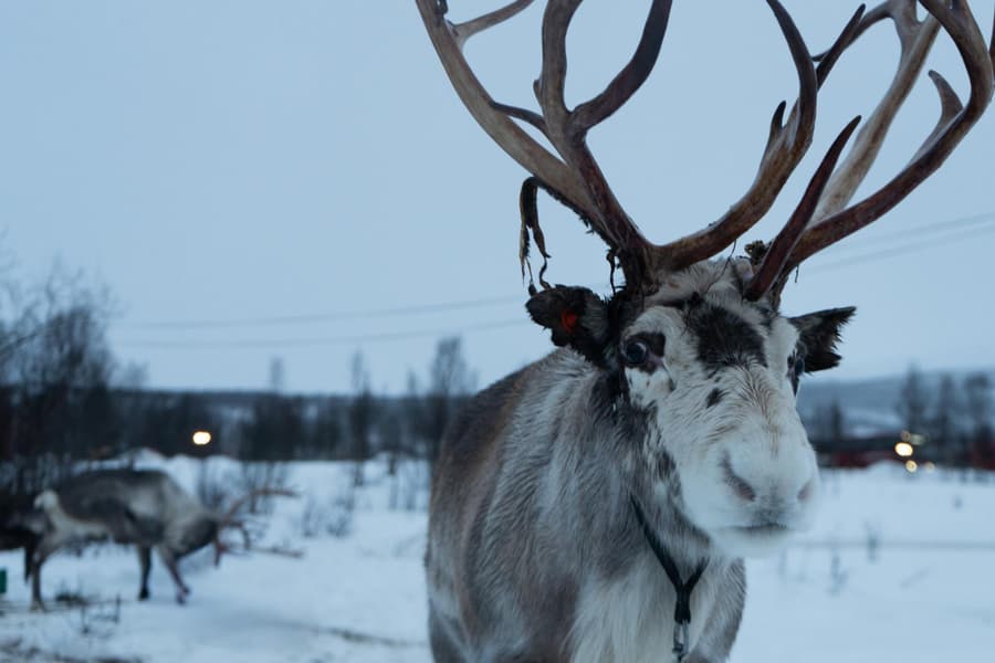 GetYourGuide listing photograph 5: Reindeer Sledding with a Chance of Northern Lights & Dinner with Tromsø Lapland