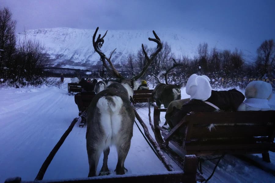 GetYourGuide listing photograph 3: Reindeer Sledding with a Chance of Northern Lights & Dinner with Tromsø Lapland