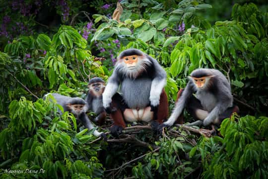 Cuc Phuong Jungle Hike & Wildlife Day Trip