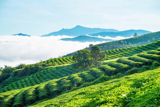 Sapa to Waterfall, Green Tea Farm with motorbike driver