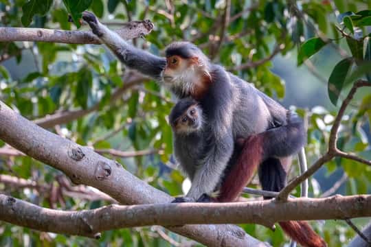 Safari – Finding the most endangered monkey in the World