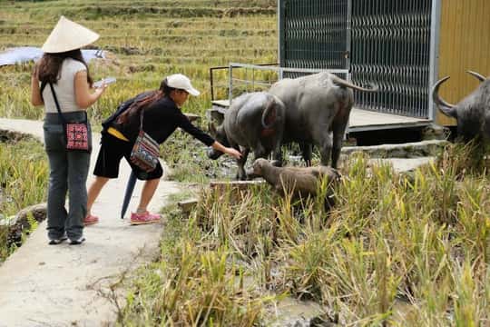 Discover Sapa 1N2D: Mountains, Valley Trek with Local guide