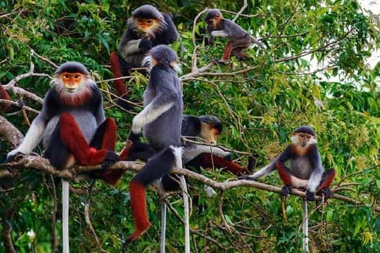 Cuc Phuong National Park One-Day Group Tour