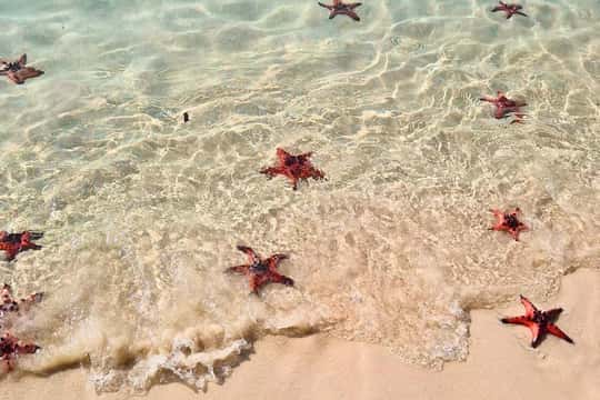 Kayaking with Starfish Beach and Bee Farm Tour