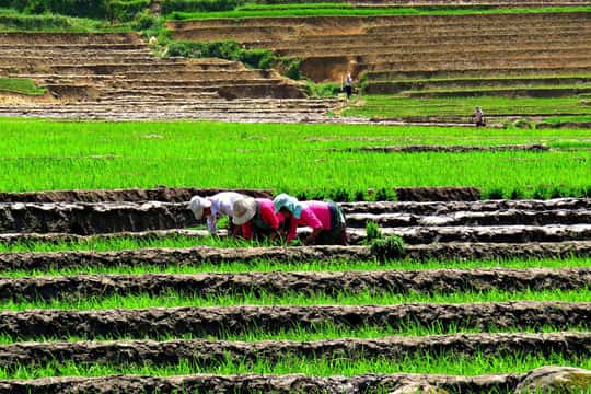 Sapa Trekking Guide Francophone 2 days – 1 night