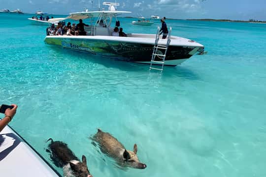 Swimming pigs of the Bahamas
