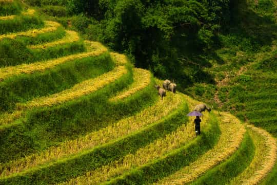 Featured tour with 3 reviews: Sapa: Y Linh Ho, Lao Chai, and Ta Van Trekking Tour