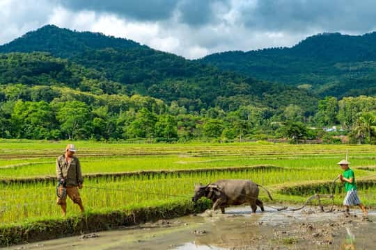 Featured tour with 2 reviews: Living Land Farm Rice Experience