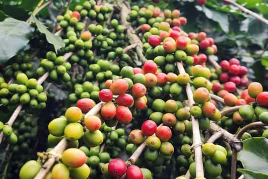 2-Day Son La Coffee Farm Tour with Farmers