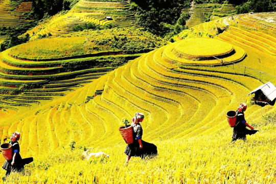 Average tour price for Sightseeing Tours from Sapa around 47 USD Average tour price for Sightseeing Tours from Sapa around 47 USD