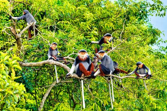 Wildlife, Jungle Hike, Cuc Phuong Park Guided Tour