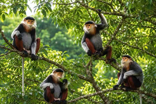 Featured tour with 9 reviews: Son Tra Mountain Sunrise Monkey Watching Tour by Motorbike