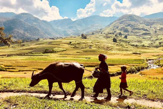Featured tour with 4 reviews: Sapa: Trekking to Y Linh Ho, Lao Chai & Ta Van Villages