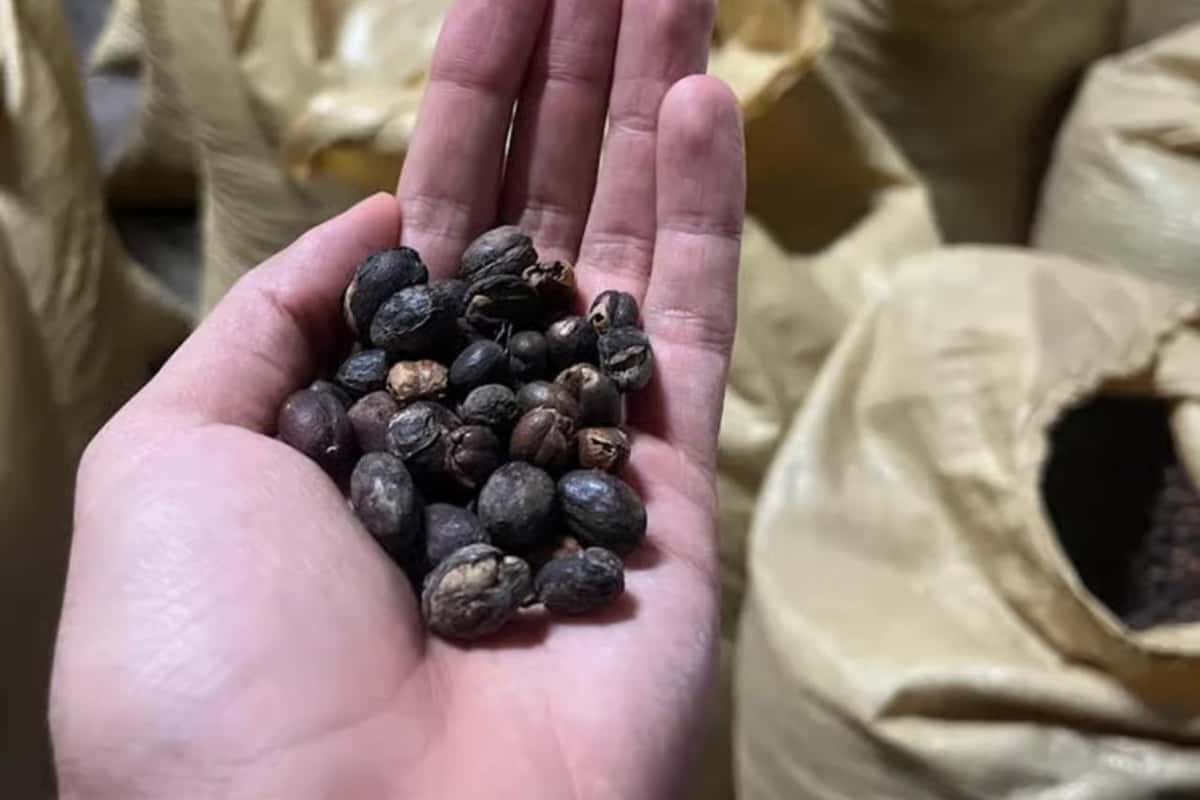 Monte Alto Kaffee-Tour: Jarabacoa Erlebnis