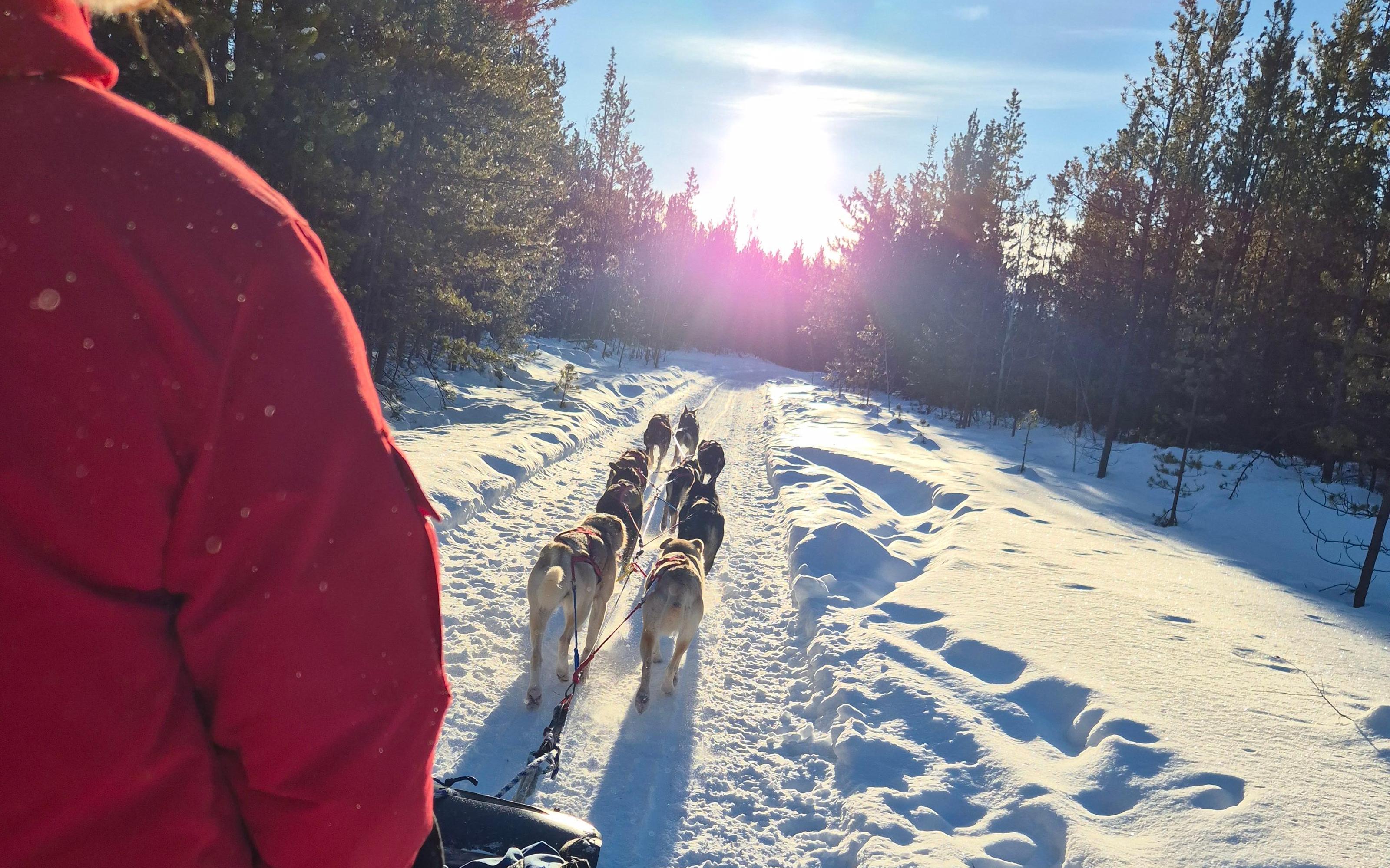 Whitehorse: Signature Dog Sledding Experience with Hot Cocoa - 2026 (Verified Reviews)