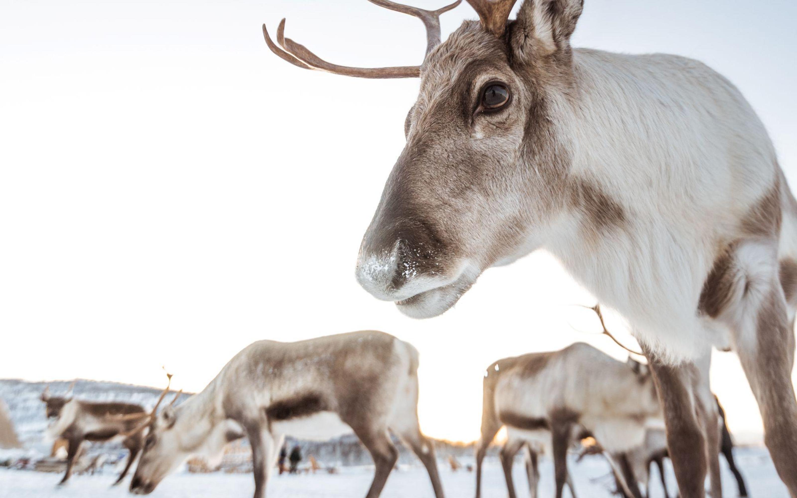 Tromsø: Reindeer Camp and Sami Cultural Tour with Lunch - 2026 (Verified Reviews)
