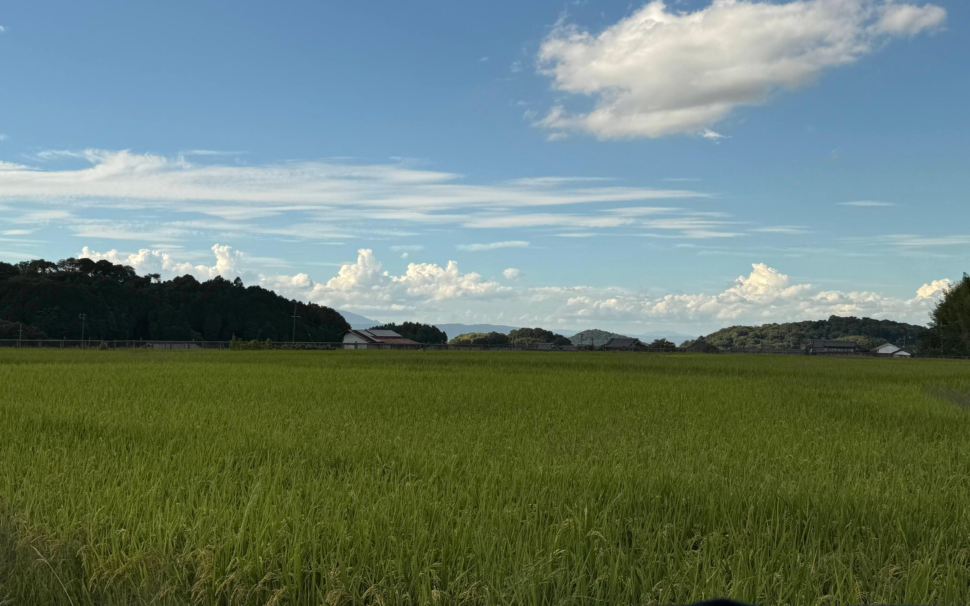 Asuka day trip - megalithic tombs and rice terraces in Japan's first capital — image 4