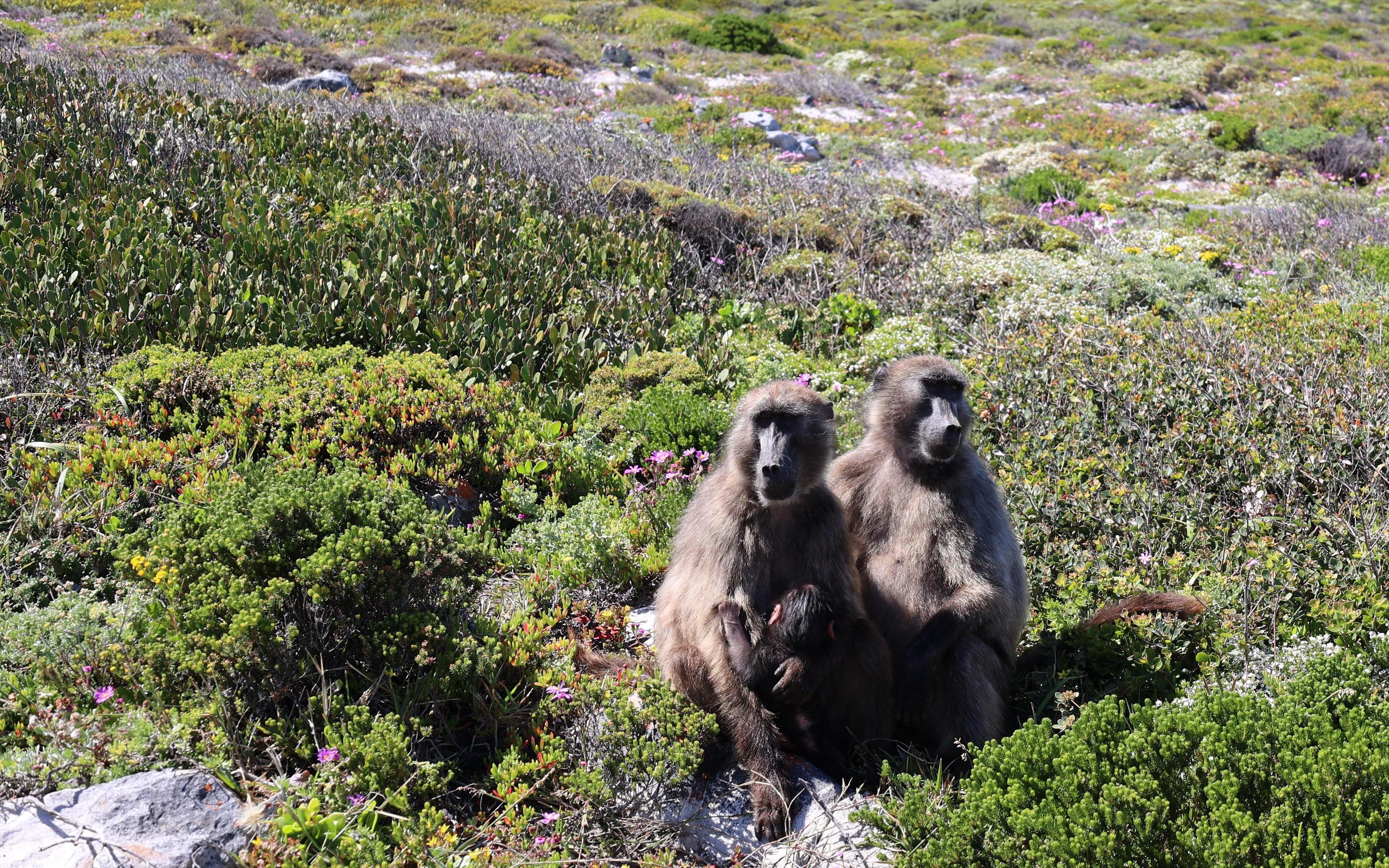 Table Mountain cable car tickets - the cableway and summit views — image 3