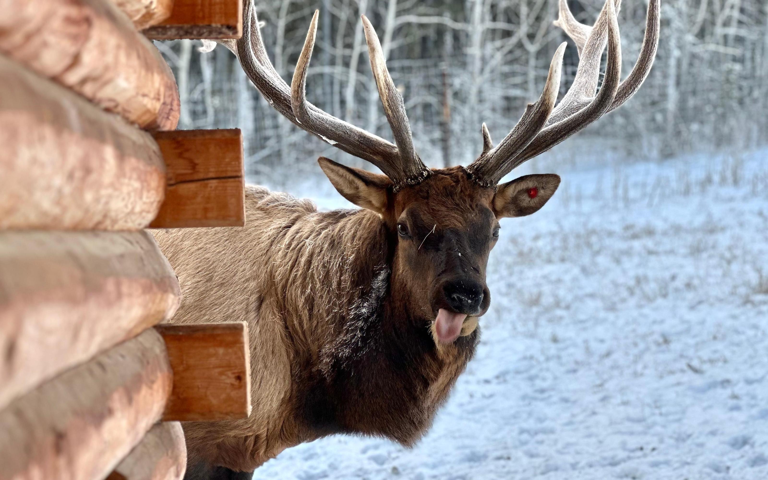 Yukon Wildlife & Nordic Hot Springs Experience - 2026 (Verified Reviews)