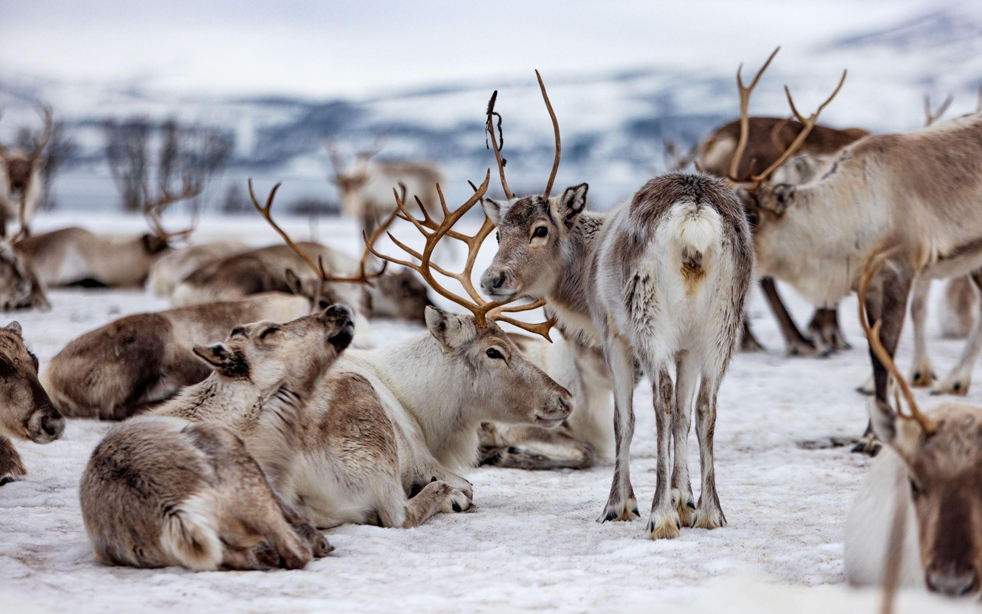 Tromsø: Reindeer Camp and Sami Cultural Tour with Lunch - 2026 (Verified Reviews)