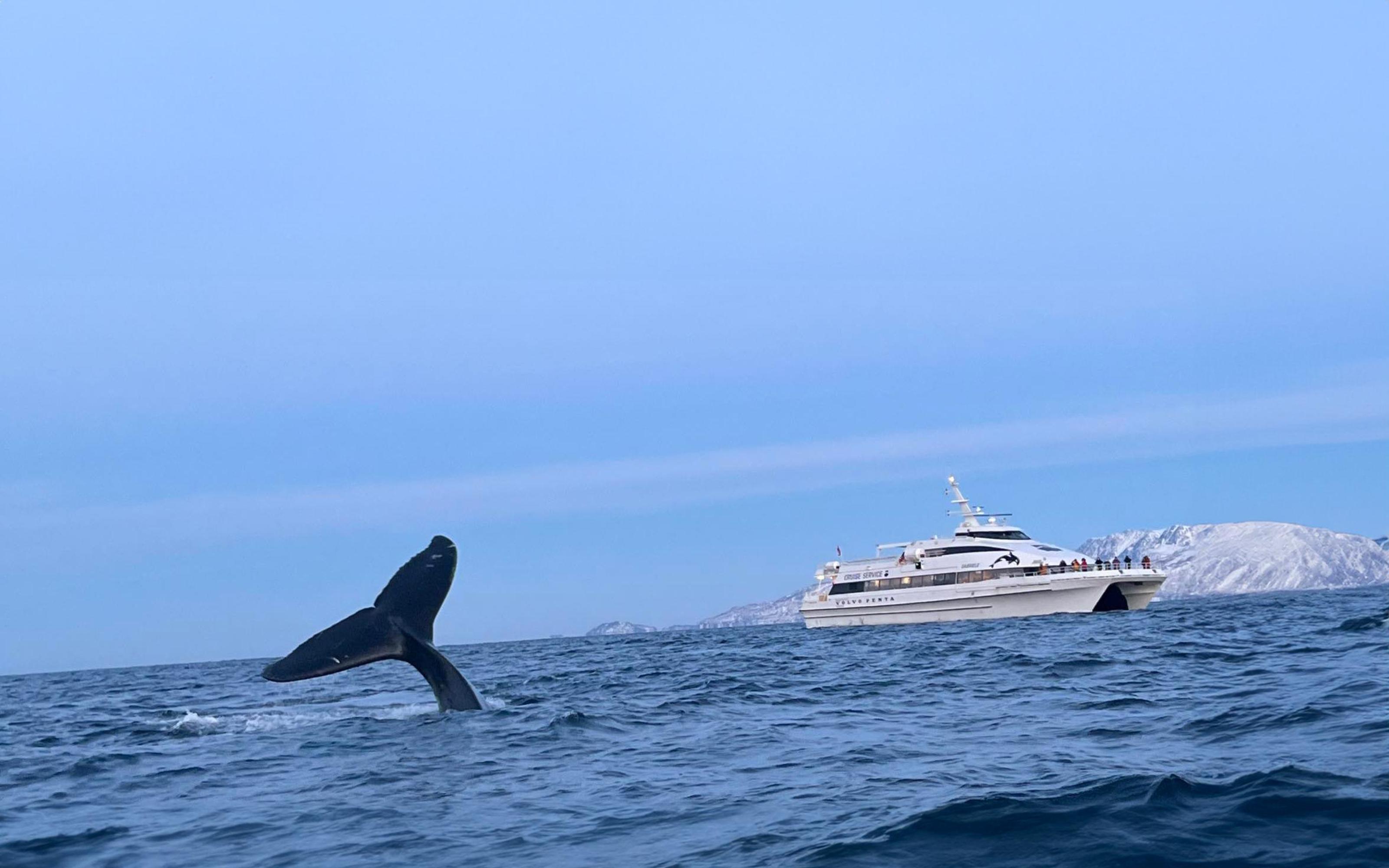 Tromsø Whale Safari with MS Gabriele - 2026 (Verified Reviews)