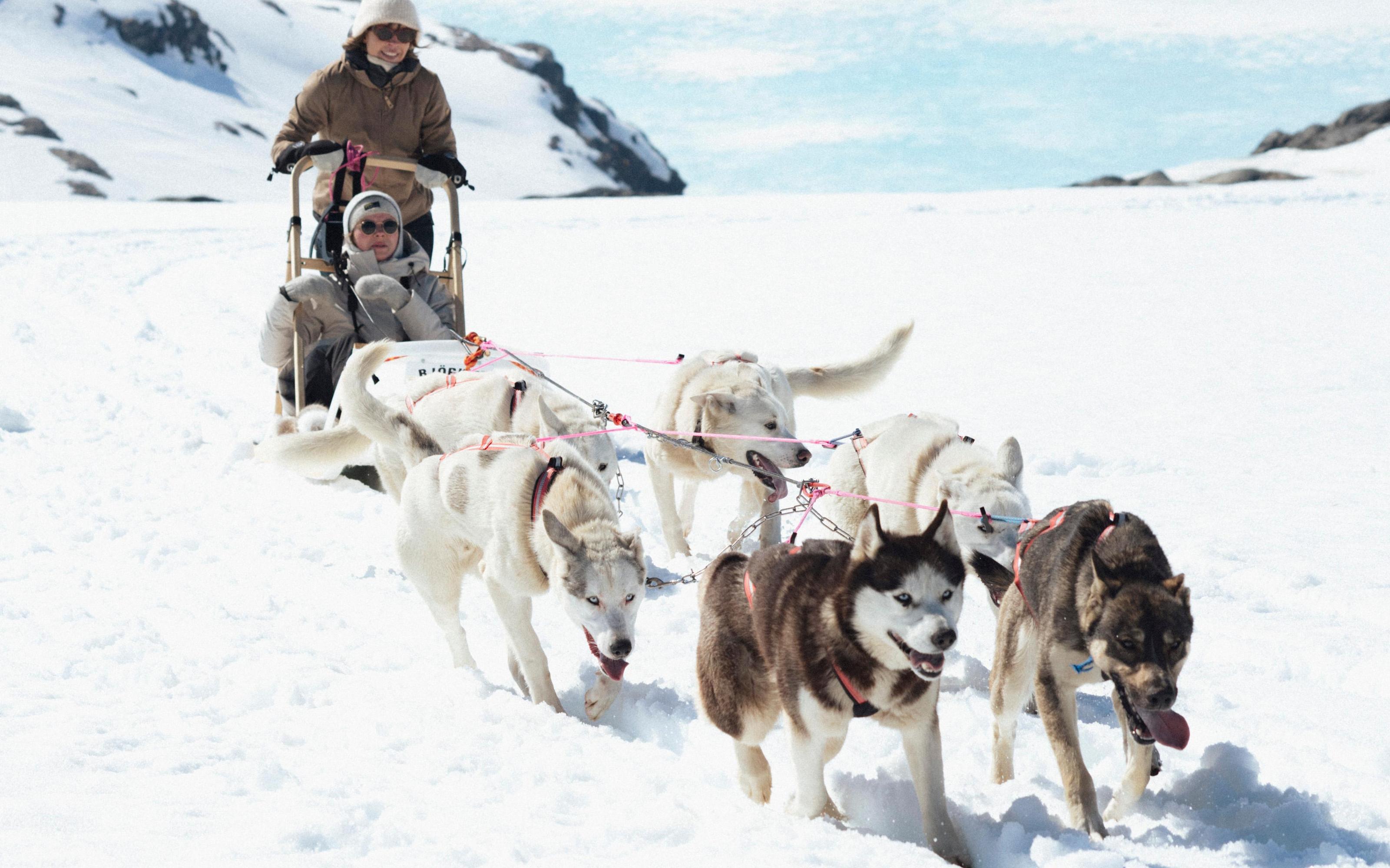 Tromsø: Dog Sledding Tour - 2026 (Verified Reviews)